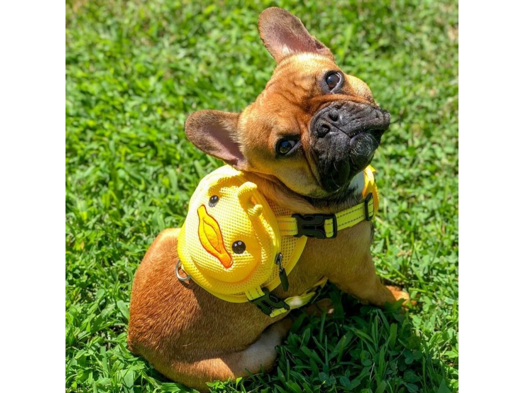 Ducky Dog Backpack Harness 1000x1000