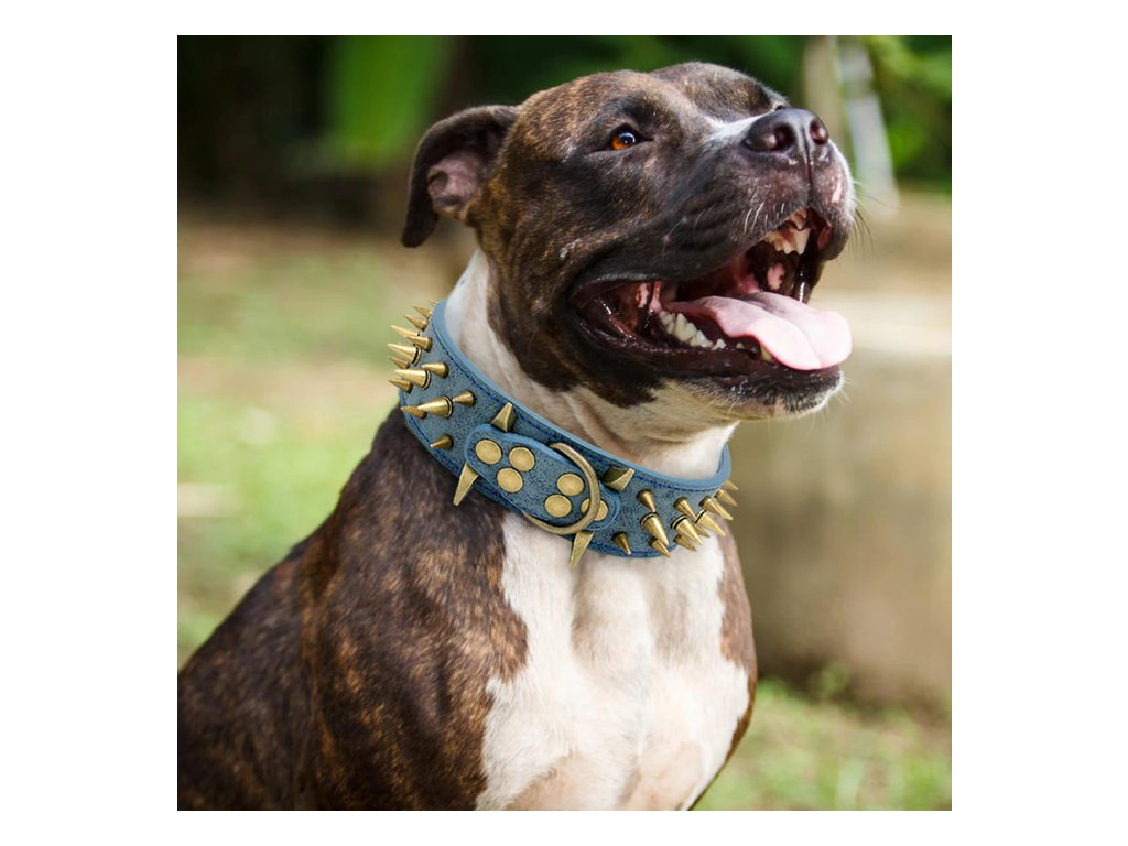 Široký kožený obojek pro psa s hroty - Wanted Dog