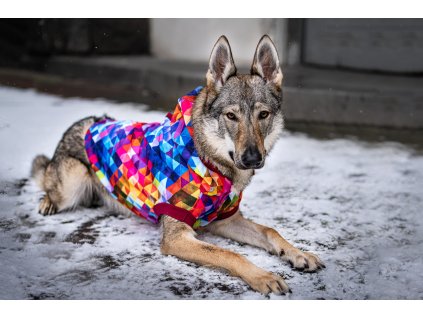 Wanted dog wolves photographers (16)