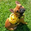 Ducky Dog Backpack Harness 1000x1000