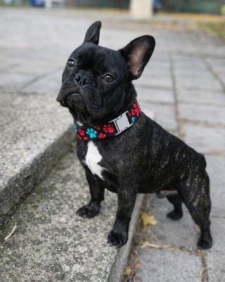 Malý vzrůstem, velký osobností. 🐶✨ Styl, pohodlí a obojek, který sedí stejně dobře jako jeho sebevědomí. #Pejsek...