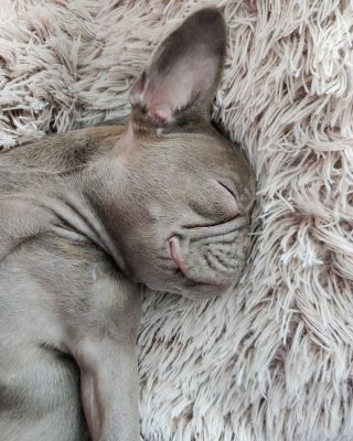 Nerušte. Probíhá intenzivní dobíjení baterií 💤🐶 Další funkce budou dostupné po probuzení. 😴💤 #Pejsek #francouzskybuldocek...