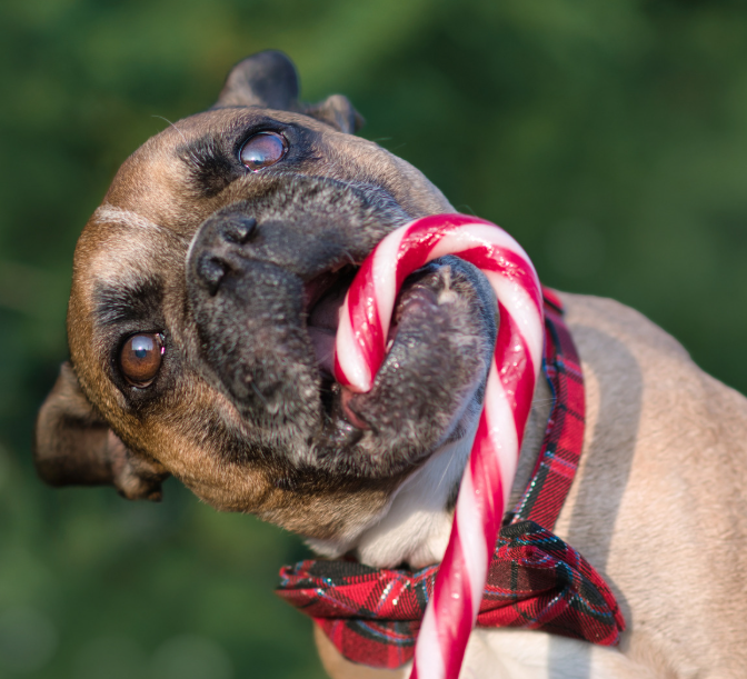 Mit nem ehet a francia bulldog? Ezeket az ételeket kerüld el!