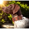 PET ARTIST Robustní kožený obojek pro psy2