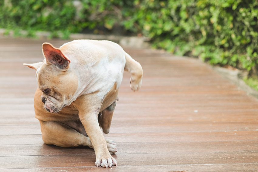 french-bulldog-allergy-problem-01