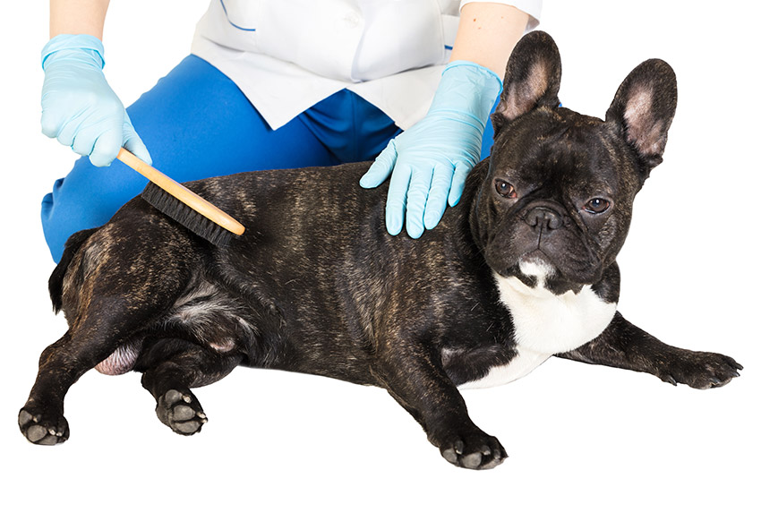french-bulldog-allergy-problem-02