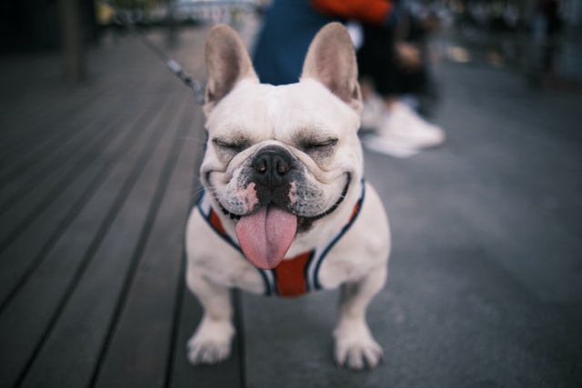 frenchie-stink