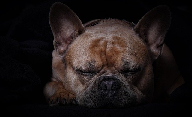 french-bulldog-5960527_640