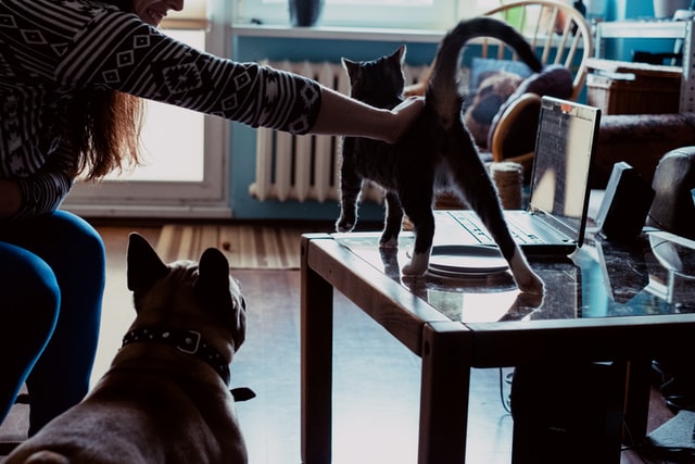 frenchie-2