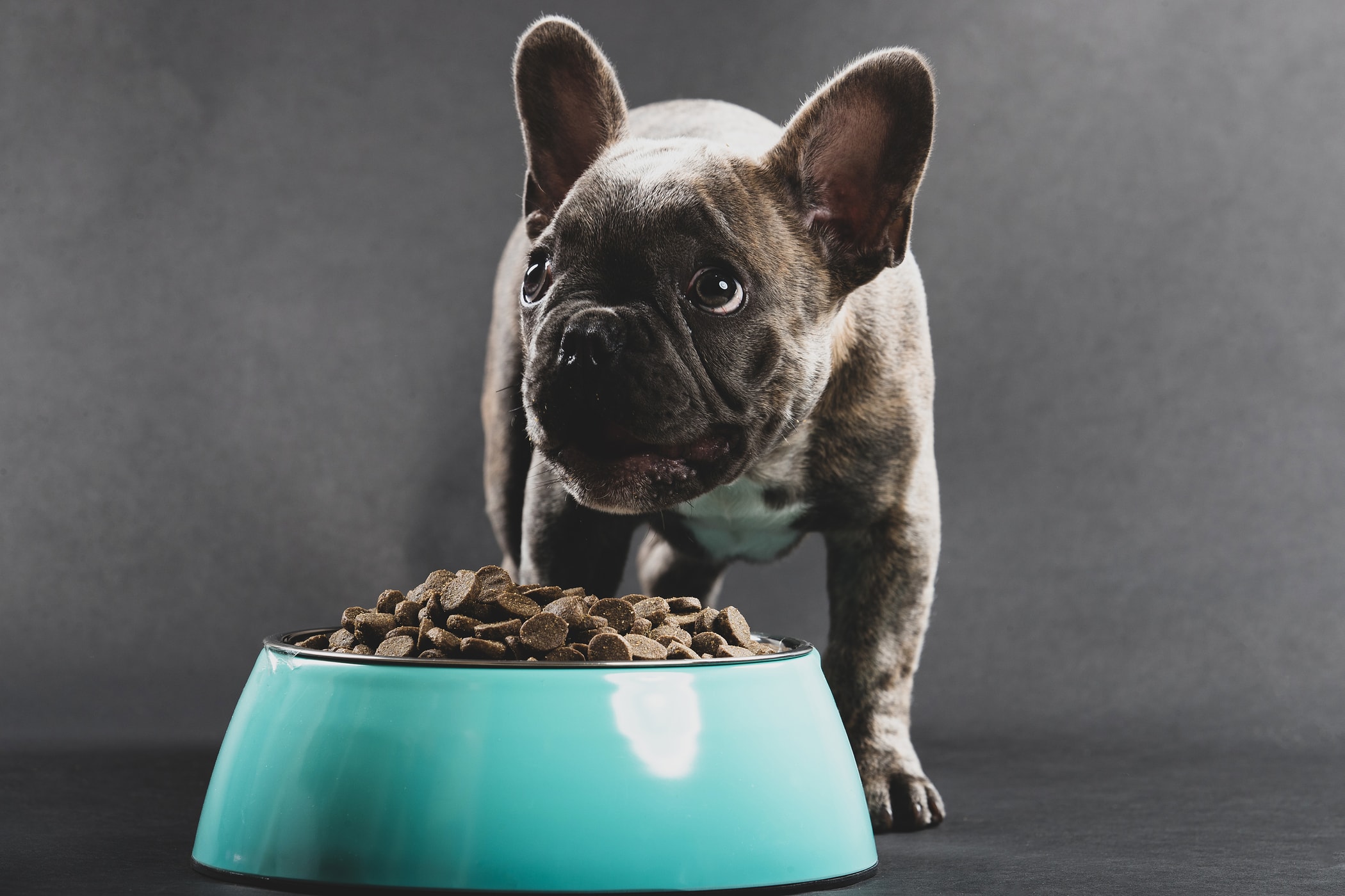 frenchie-eats