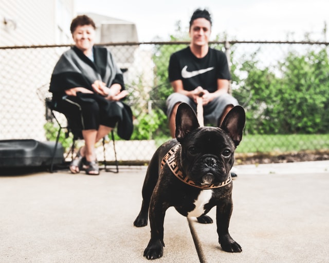 frenchie
