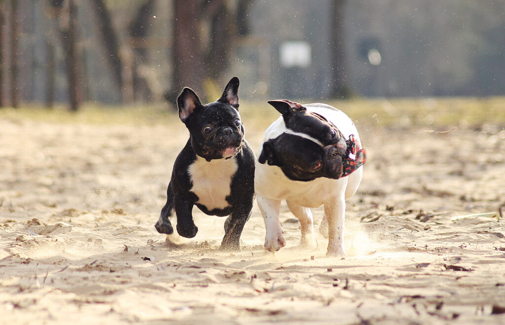pooch-1024x659