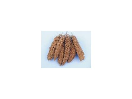 Senegalské proso 100g