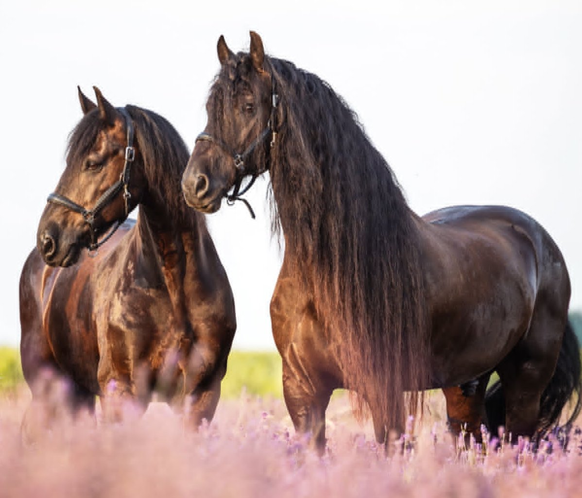 „Anémia koní: Ako ju rozpoznať a efektívne chrániť vášho koňa“👉