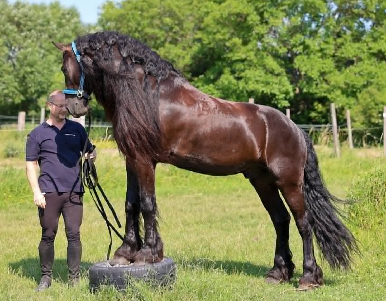 Kôň & jazdec – práca zo zeme: 5 dôvodov, prečo rozhoduje o úspechu chovu👉