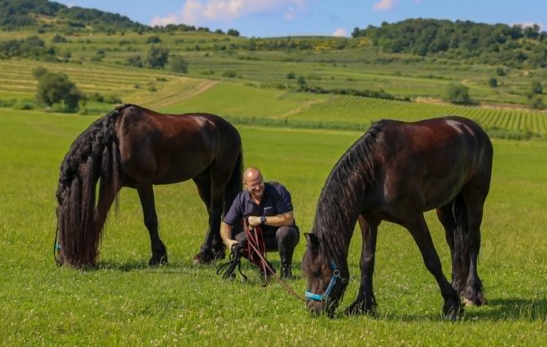 Čo potrebuje mať kôň pripravené u nového majiteľa? Kompletný sprievodca👉