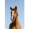 510270213 ambi 1 web