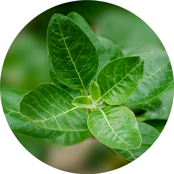 Ashwagandha