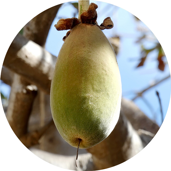 Inavea-Baobab-Acacia