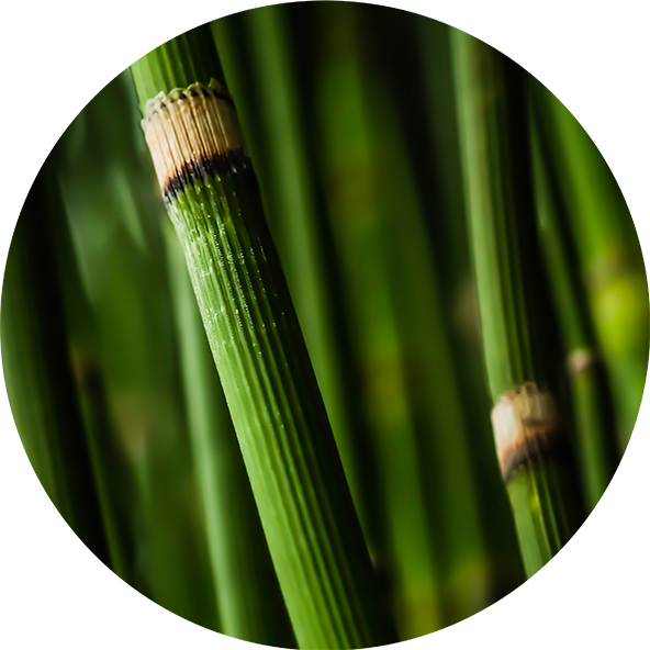 Přeslička-rolní