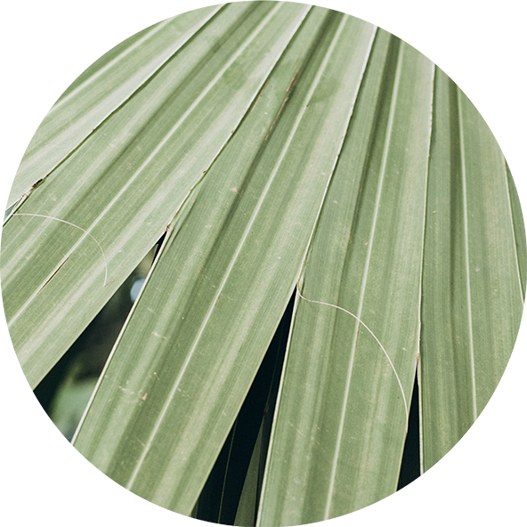 Saw-palmetto