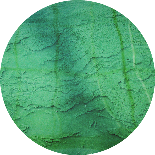 Chlorella