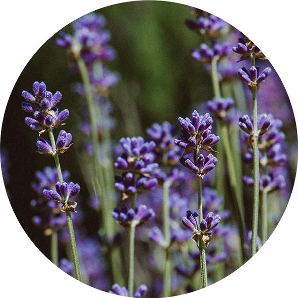 Levandule-lekarska