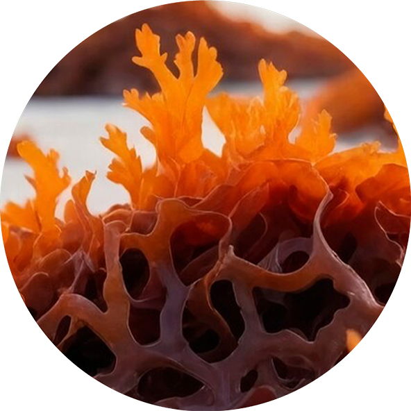 Astaxanthin
