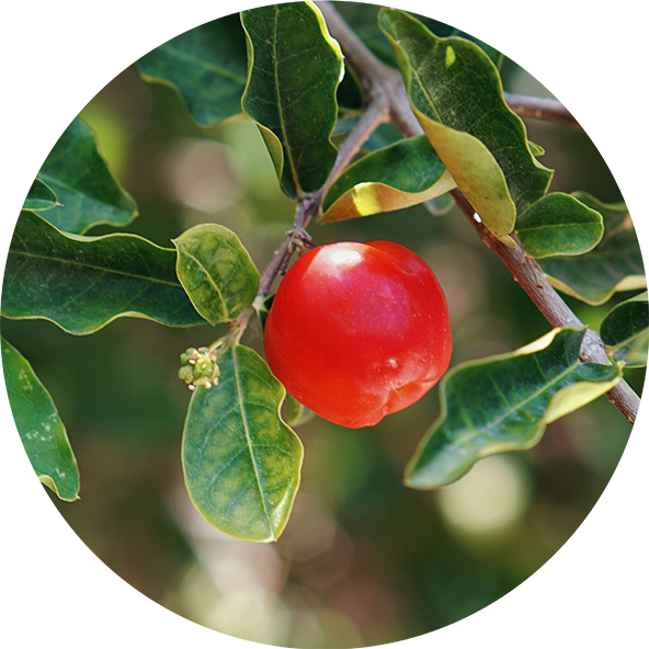 Acerola