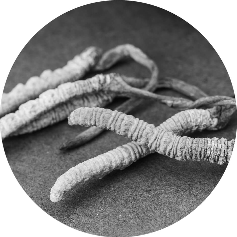 Cordyceps