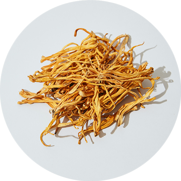 Cordyceps