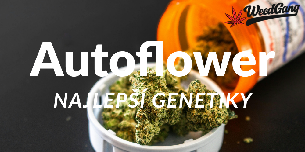 Nejlepší autoflower semena marihuany (2026)
