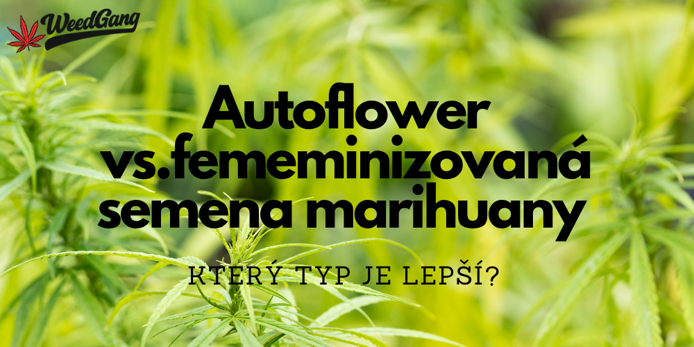 Autoflower vs. feminizovaná semena – který typ je lepší?