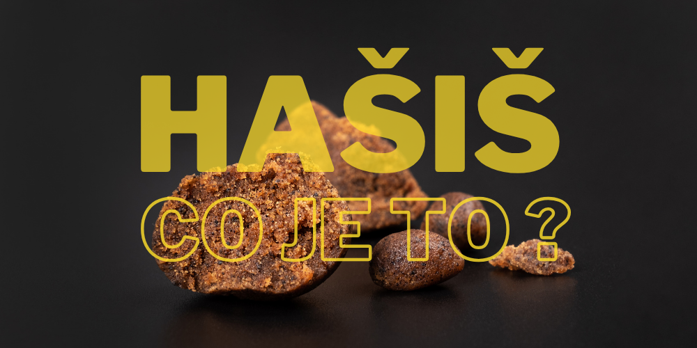 Hašiš – co to je, jak vzniká a jaké má účinky