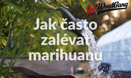 Jak často zalévat marihuanu při pěstování venku