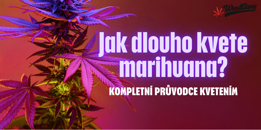Jak dlouho kvete marihuana Kompletní průvodce kvetením