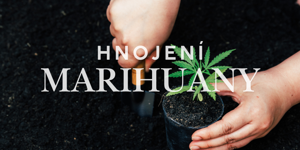 Jak hnojit marihuanu – kompletní průvodce výživou rostliny