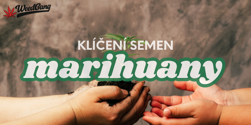 Jak klíčit semena marihuany – ověřené metody