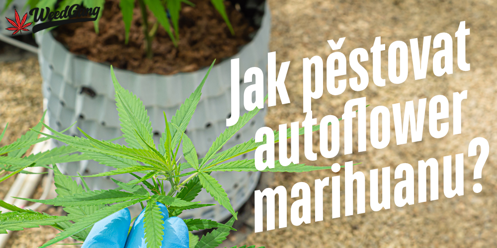 Pěstování autoflower marihuany – tipy, chyby a kompletní postup