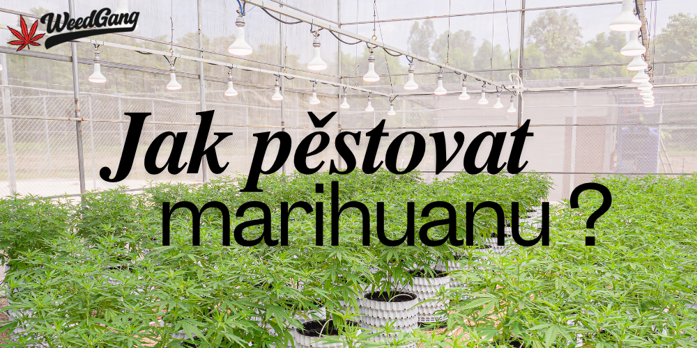Jak pěstovat marihuanu? Podrobný průvodce pro začátečníky i pokročilé
