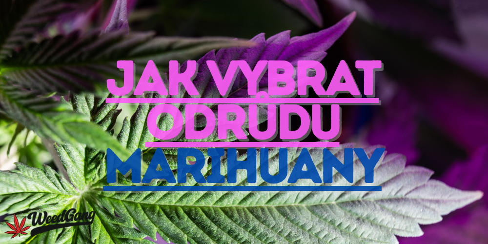 Jak vybrat odrůdu marihuany – průvodce výběrem semen konopí