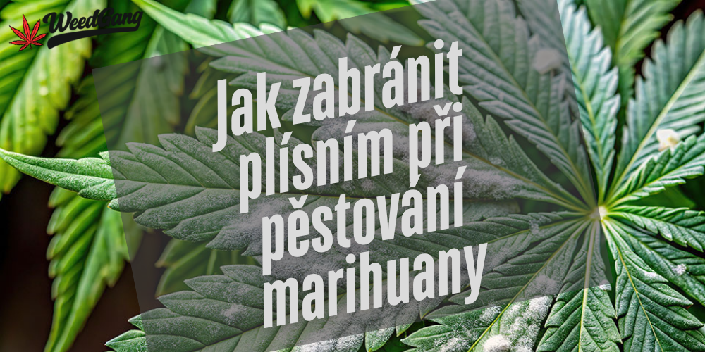 Jak zabránit plísním při pěstování marihuany – kompletní prevence