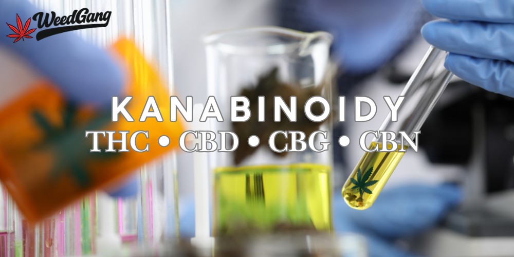 Kanabinoidy: THC, CBD, CBG, CBN a další – kompletní přehled