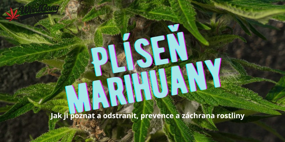Plíseň na marihuaně – jak ji poznat a zachránit rostlinu