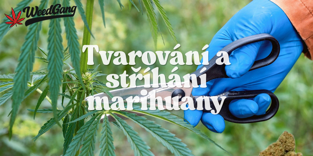 Tvarování marihuany – jak správně stříhat pro zdravý růst a vyšší výnos