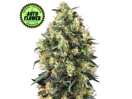 Super Skunk Automatic SS 1