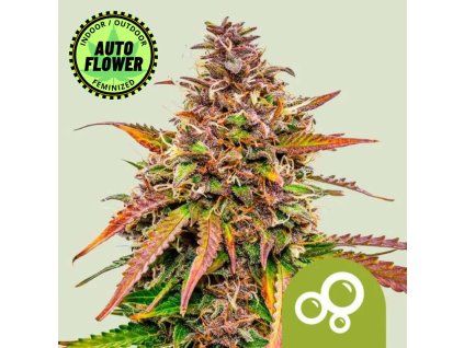 Bubble Kush Auto RQ 1