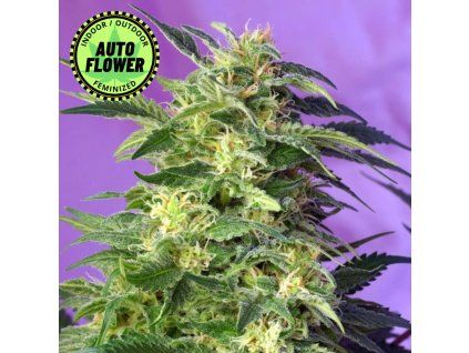 Killer Kush Auto SWS 1