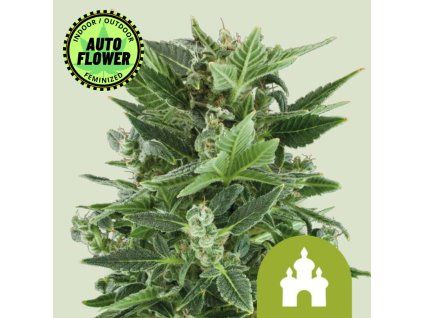 Royal Kush Auto RQ 1