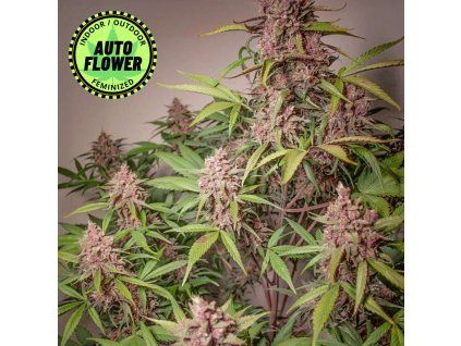 Auto Blackberry Kush DP 1